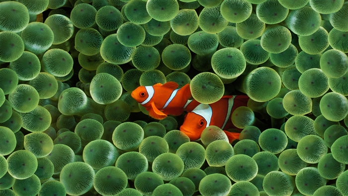 Two clownfish in anemone 4K