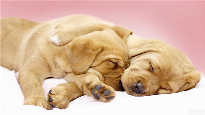 Two adorable puppies sleeping together