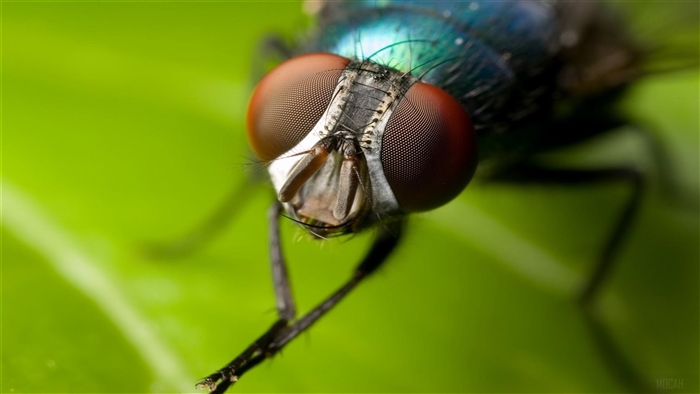 Close-up of a Green Fly in 4K