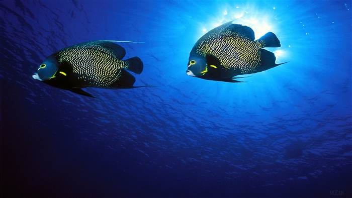 Two French Angelfish in Blue Water 4K
