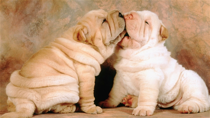 Two Shar Pei Puppies Kissing 4K