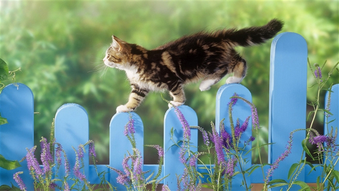 Kitten balancing on a blue fence