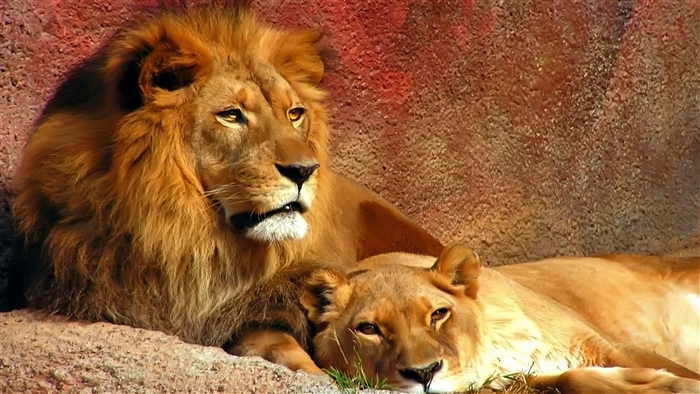 Majestic Lions in Warm 4K Light