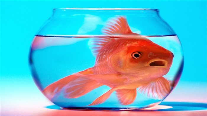 Goldfish in a bowl