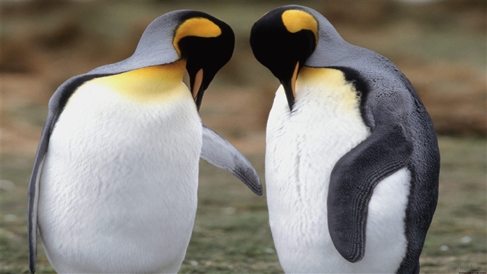 Two King Penguins in 4K