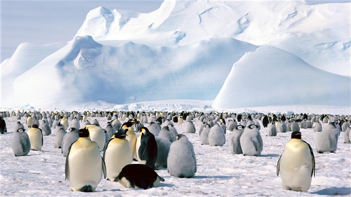 Emperor Penguins in Antarctica 4K