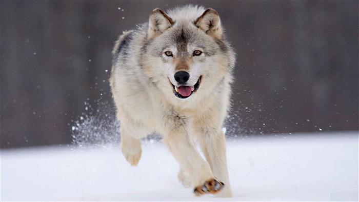 Gray Wolf Running in Snow 4K