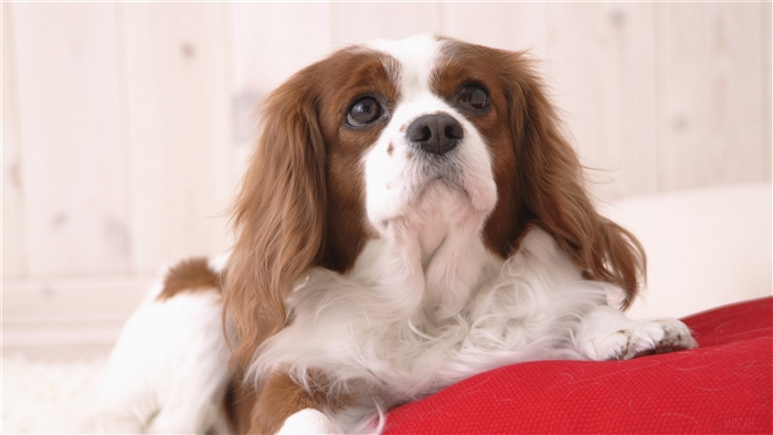 Cute Cavalier King Charles Spaniel Dog 4K