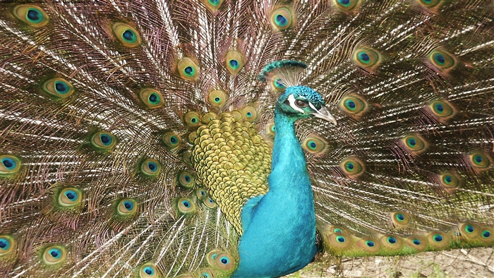 A Peacock with its tail feathers fanned out