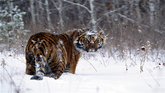 Tiger in Snow