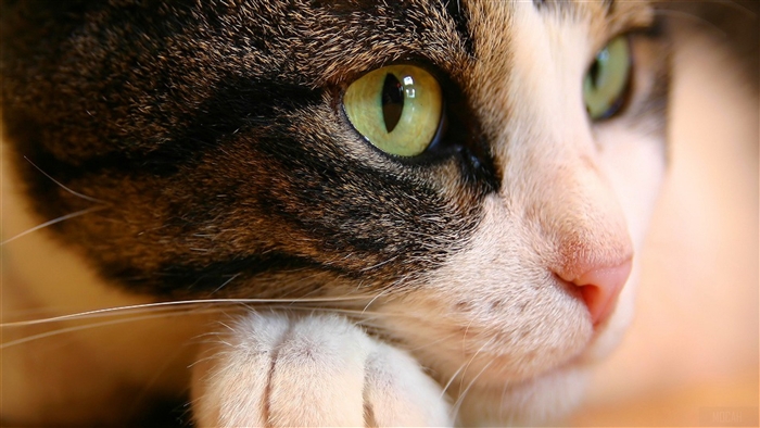 Close-up of a cat's green eyes and nose