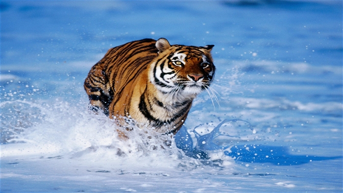 Tiger running through water 4K