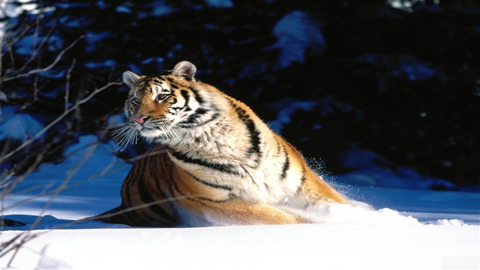 Siberian Tiger in the Snow 4K