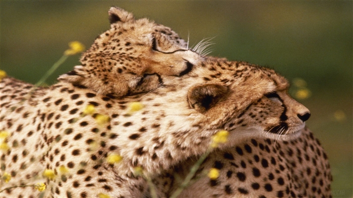Affectionate Cheetahs