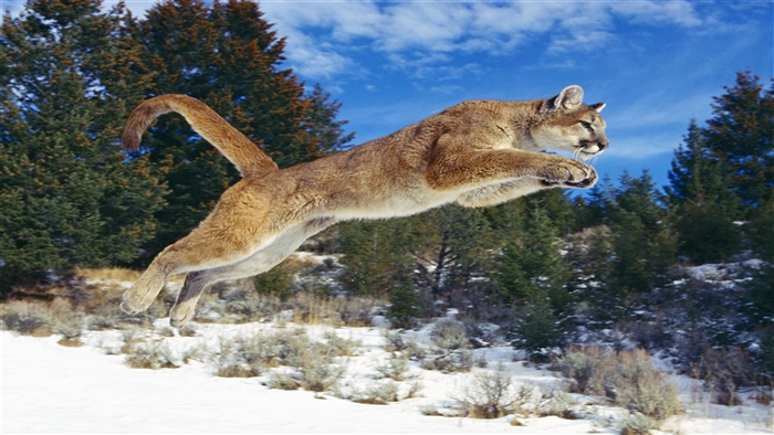 Cougar jumping in snowy forest 4K