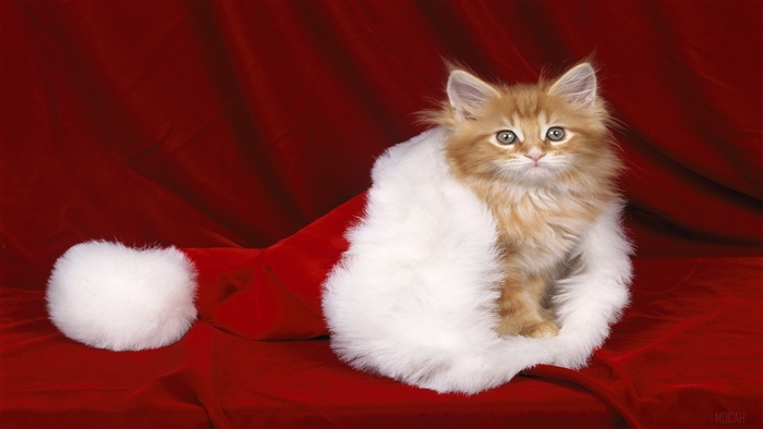 Kitten in Santa Hat 4K