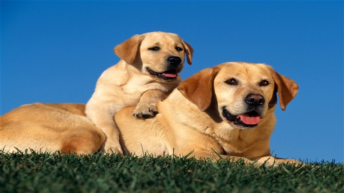 Two Yellow Labrador Puppies on Grass 4K