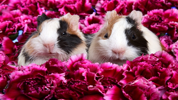 Two Guinea Pigs Among Pink Flowers 4K
