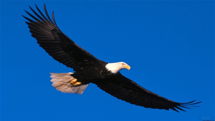 Bald Eagle Soaring in Blue Sky 4K