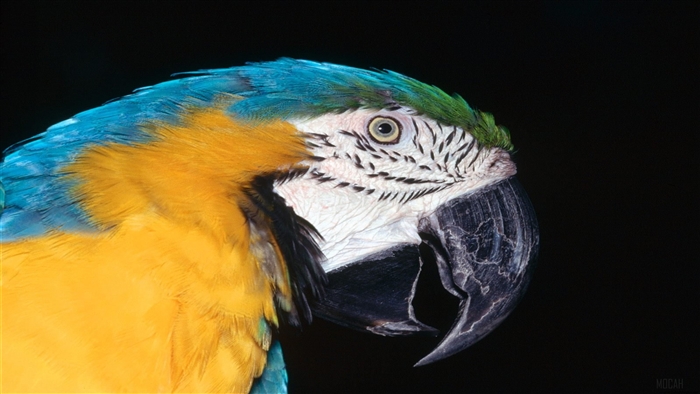 Blue and Yellow Macaw