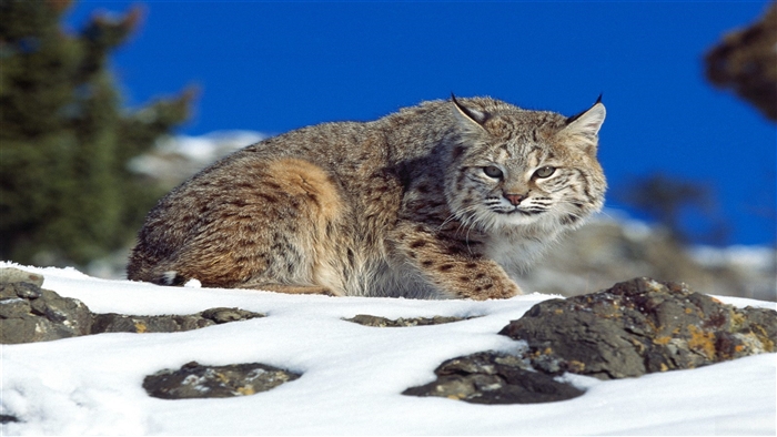 Bobcat in Snow with Blue Sky