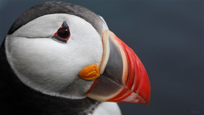 Atlantic Puffin close-up 4K