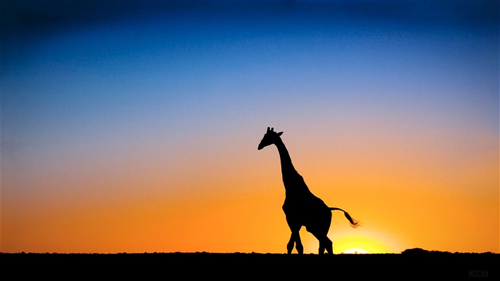 Silhouette of a giraffe at sunset in Botswana 4K