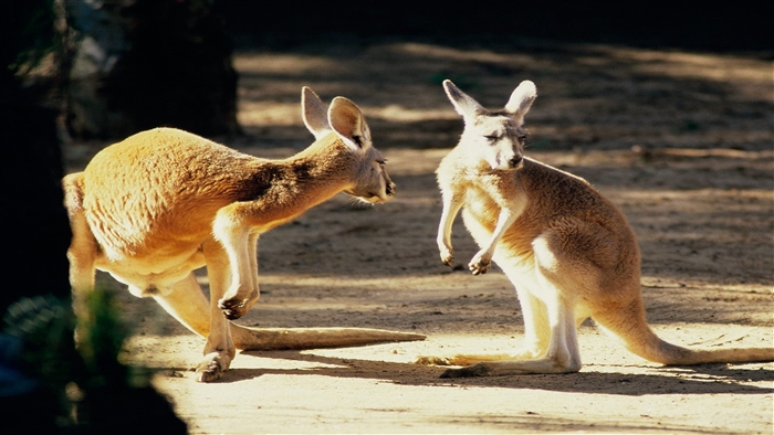 Two Kangaroos in Australia 4K