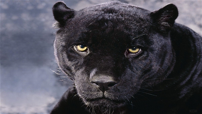 Intense Close-up of Black Panther 4K