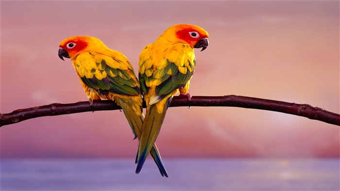 Two Sun Conure parrots on a branch