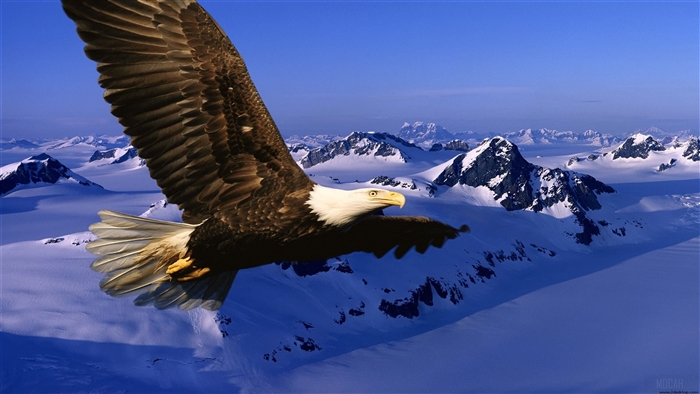 Bald Eagle Flying Over Snowy Mountains 4K