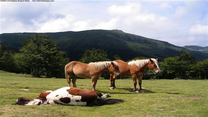 Horses in a Mountain Meadow