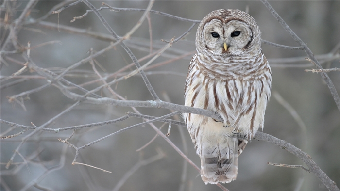 Barred Owl perched on a tree branch
