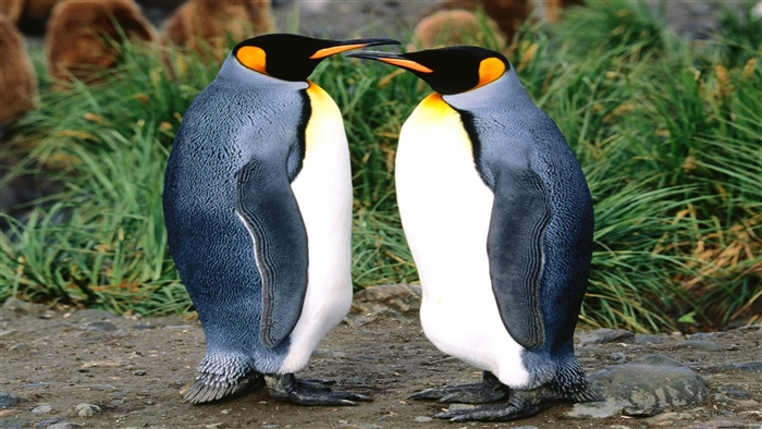 Two King Penguins touching beaks