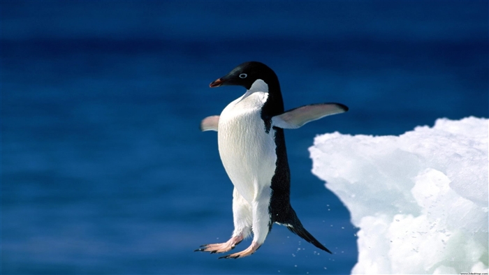 Adelie Penguin Leaping from Iceberg 4K