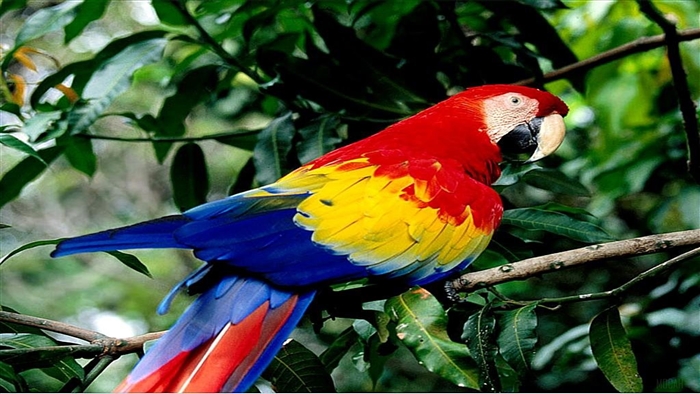 Scarlet Macaw Parrot on a Branch 4K