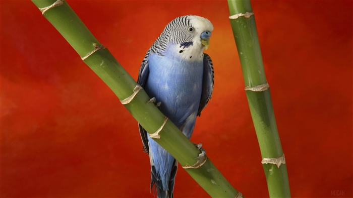 Colorful Budgerigar on Bamboo 4K