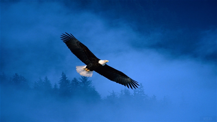 Bald Eagle Flying Over Foggy Forest 4K