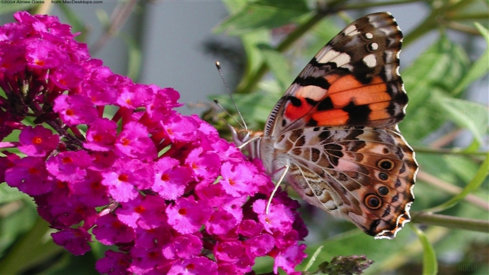 A Painted Lady Butterfly on a Purple Flower 4K