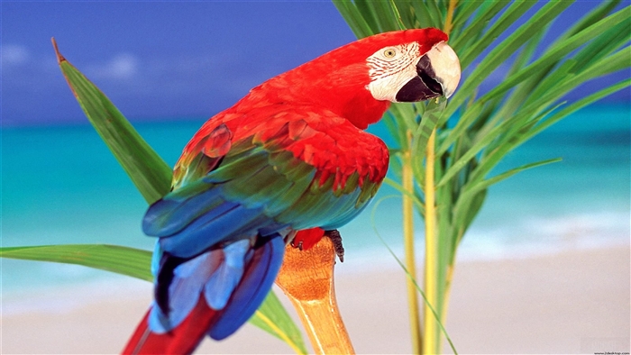 Tropical Colors Parrot 4k, HD Wallpaper | Rare Gallery