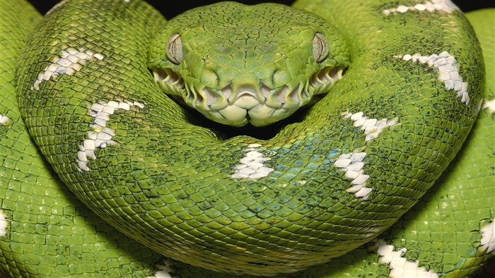 Emerald Tree Boa from Amazon, Ecuador 4K