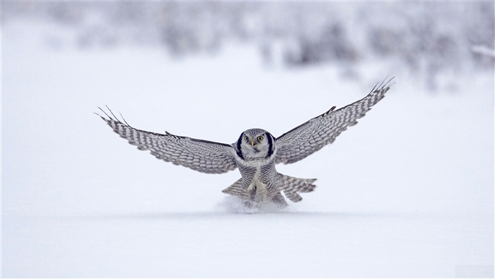 Northern Hawk Owl in Snow