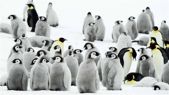 Emperor Penguins and Chicks in Antarctica 4K