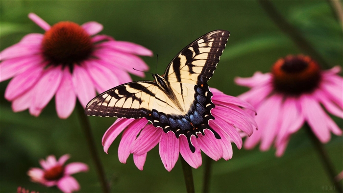 Tiger Swallowtail Butterfly on Purple Coneflower 4K