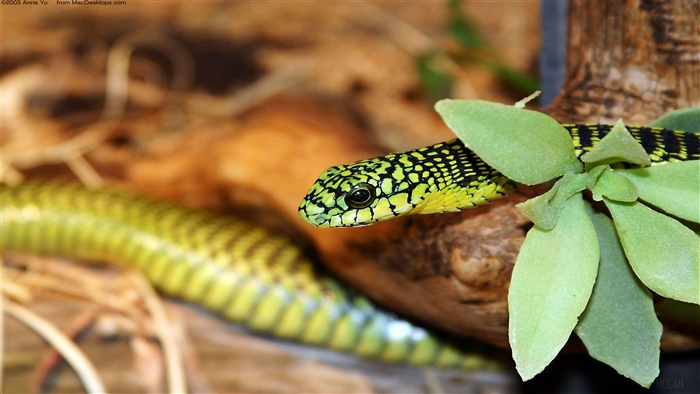 Green snake with black spots on a branch