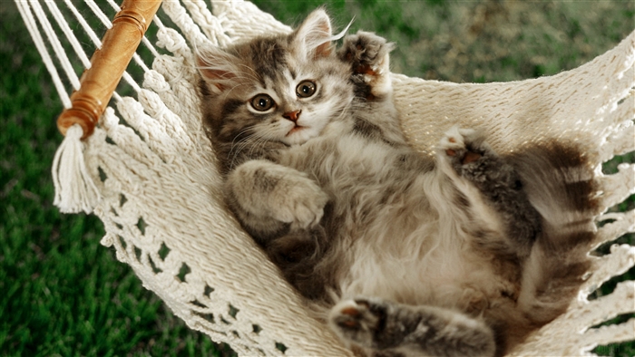 Fluffy kitten napping in a hammock