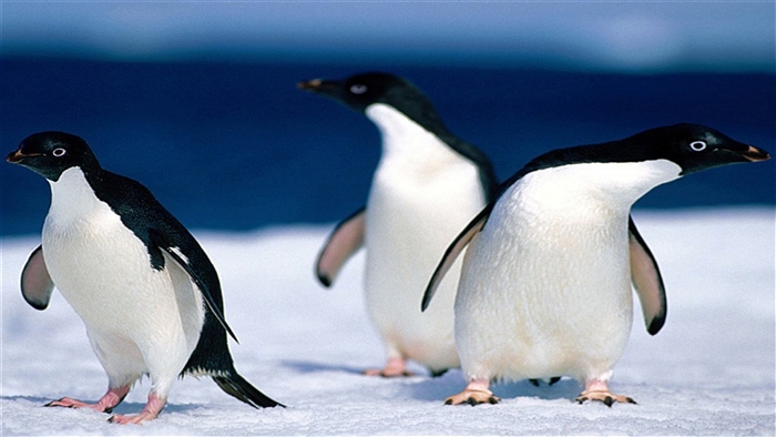 Three Adelie Penguins on Ice