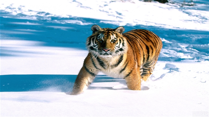 Siberian Tiger in Snow 4K