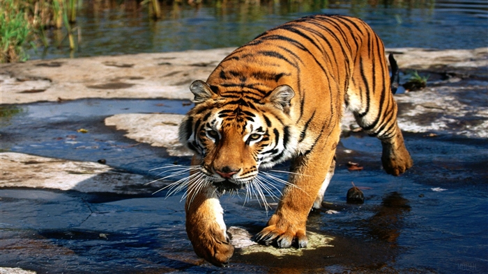 Bengal Tiger 4K