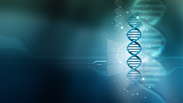 3D DNA